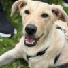ARIEL - 6 mesi (nata indicativamente il 4 Febbraio 2025) - Simil Labrador  - Taglia: Grande - Carattere: Affettuosa, Socievole, Giocherellona Foto 9